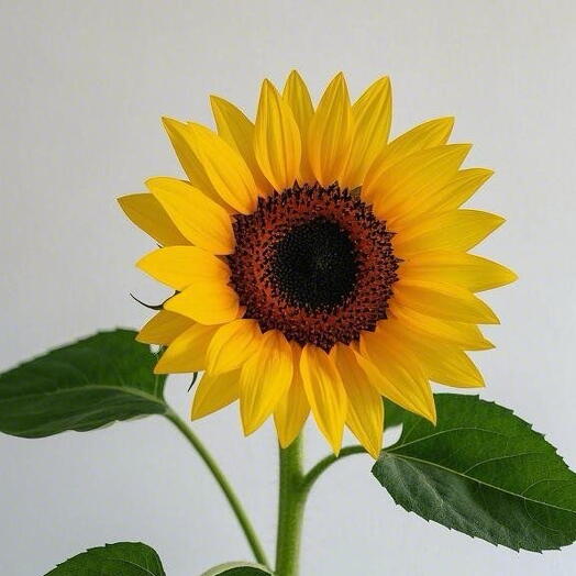 Подсолнух 🌻
