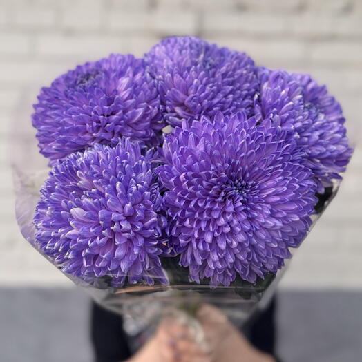 Пачка 5 шт большая фиолетовая хризантема Магнум 💜