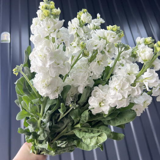 Матиола душистая 💐
