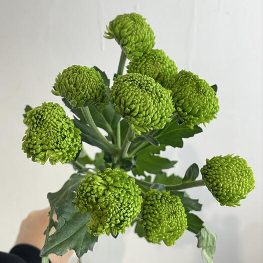 Хризантема зелёная 💚