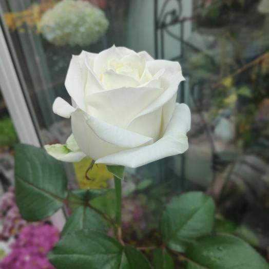 Rosa blanca