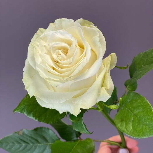 Rosa Mondial