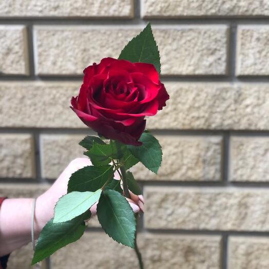 Rosa Roja de 50 cm