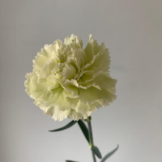 Диантус фисташковый