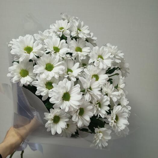 Ромашковое поле