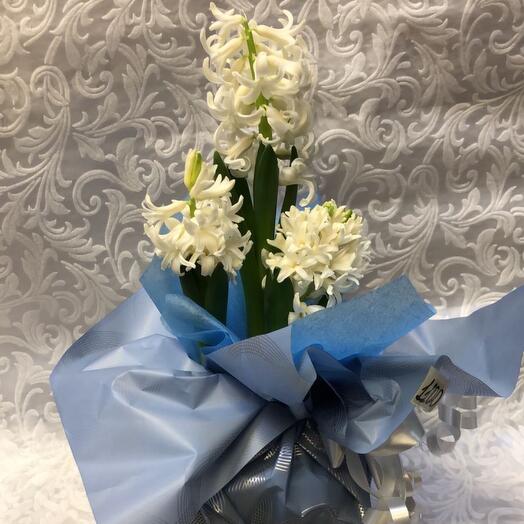 Комнатное растение  Белый Гиацинт