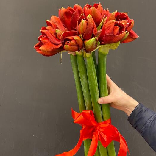 Амариллис красный