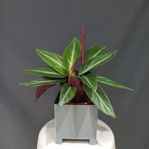 Строманта в горшке, Живые растения в Москве, купить по цене 1950 руб ...