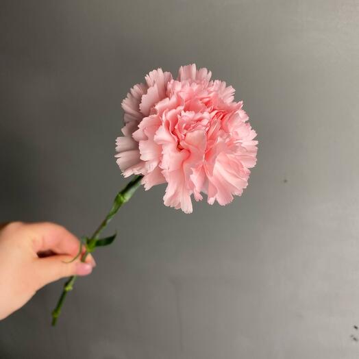 Pink carnation (dianthus)