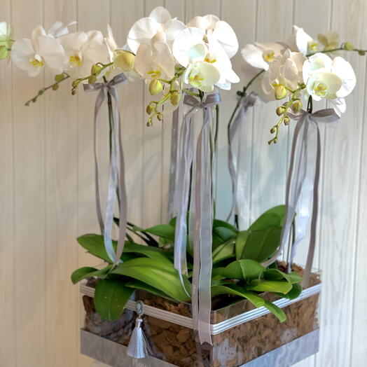 Sixth Sense White Orchids