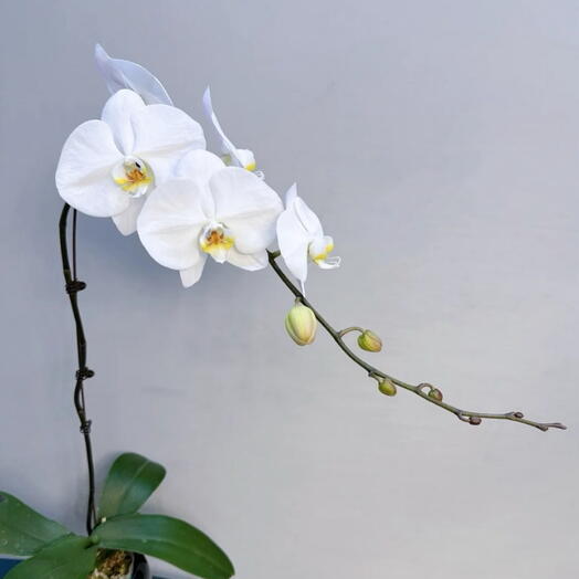 White orchid single stem