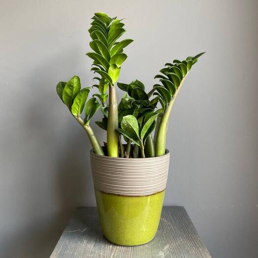 Замиокулькас Зензи