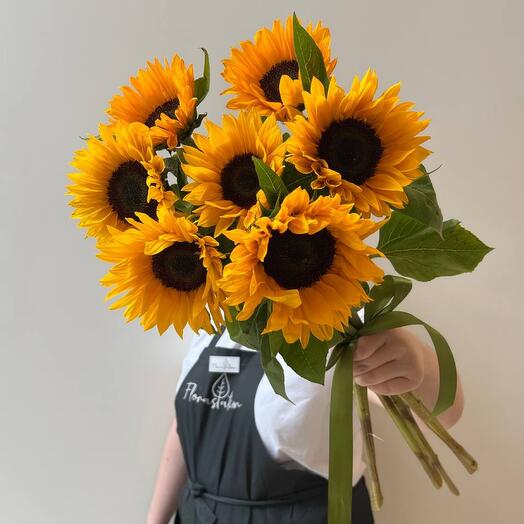 Sunflower,family day
