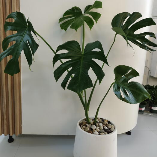 Monstera Plant with White Pot and Pebbles – 1.5 Meters Tall