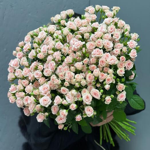 Rosas arbustivas