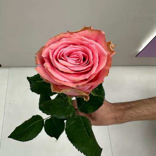 Роза Софи Лорен