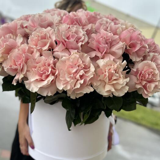 25 французов в одной коробке