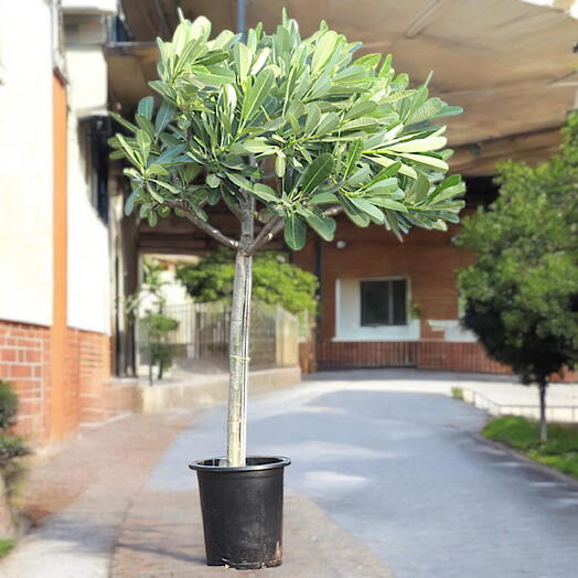 Plumeria Obtusa – Frangipani