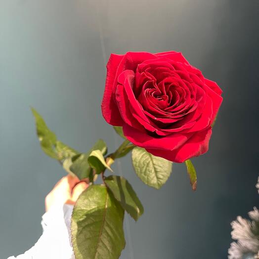 Rosa "Freedom"