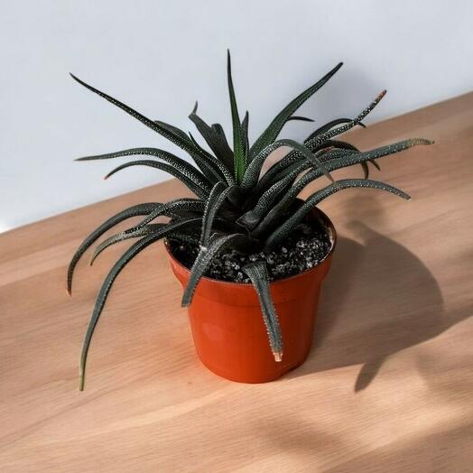 Plant mix