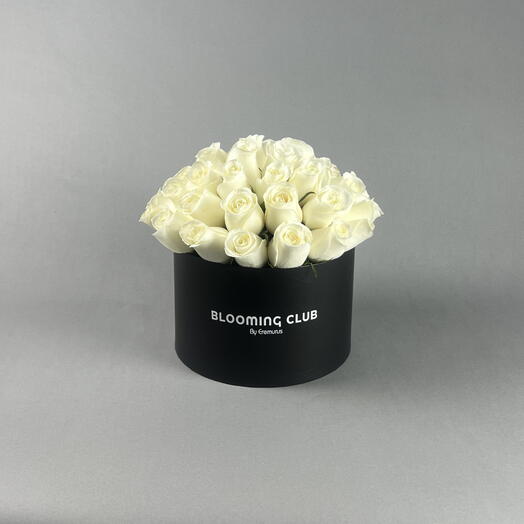 31 White Roses Box