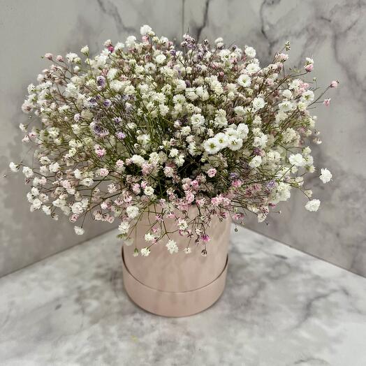 Gypsophila en Caja de polvo