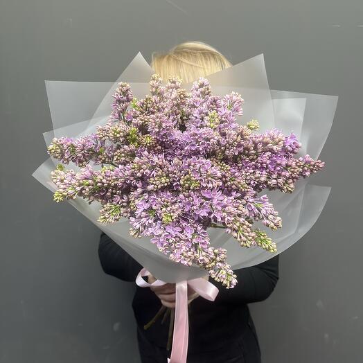 Сирень голландская