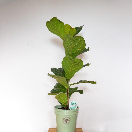 Фикус Ficus lyrata