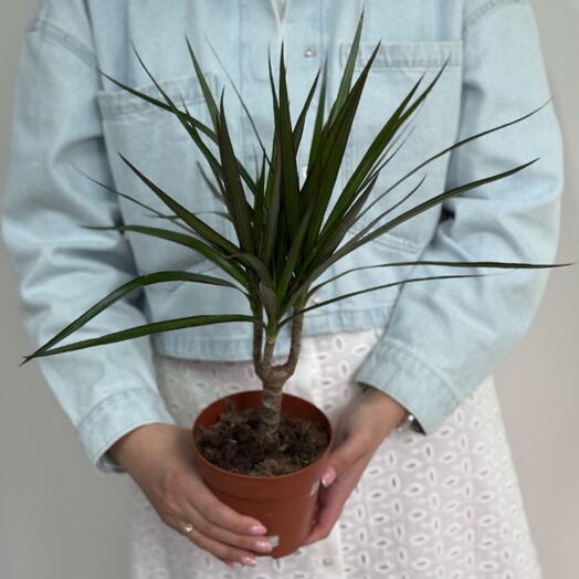 Драцена Маргината