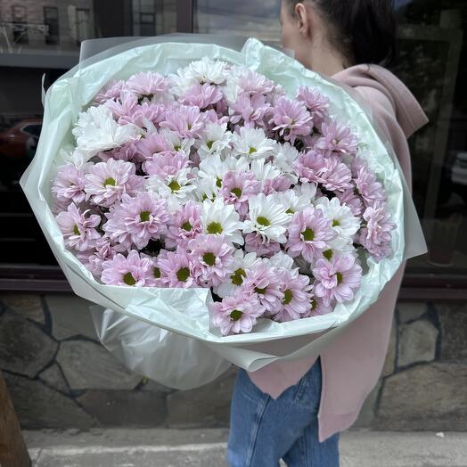 Хризантема бакарди
