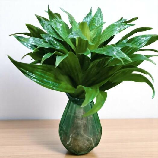 Dracaena water plant