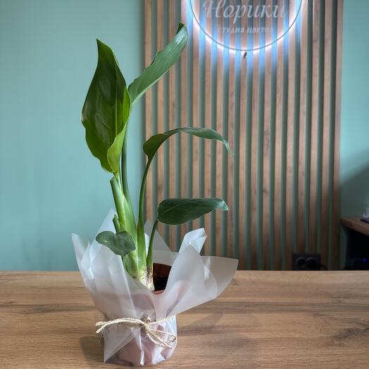 Комнатное растение Стрелиция