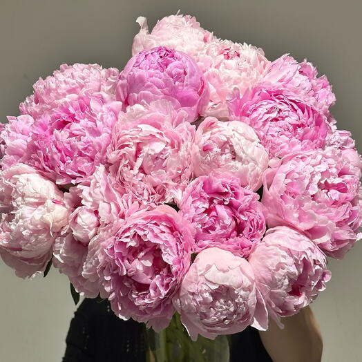 Dutch Peony 17 pcs