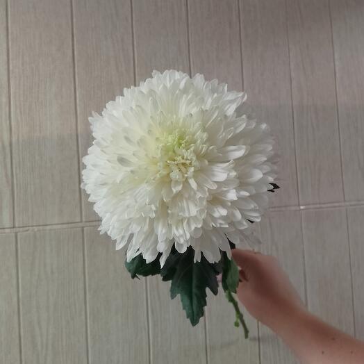 Хризантема одноголовая
