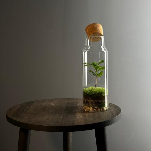 Экосистема в бутылке Bottle 6 с кофе