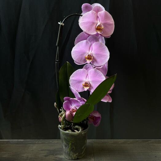 Phalaenopsis Cascade Orchid Big Smile
