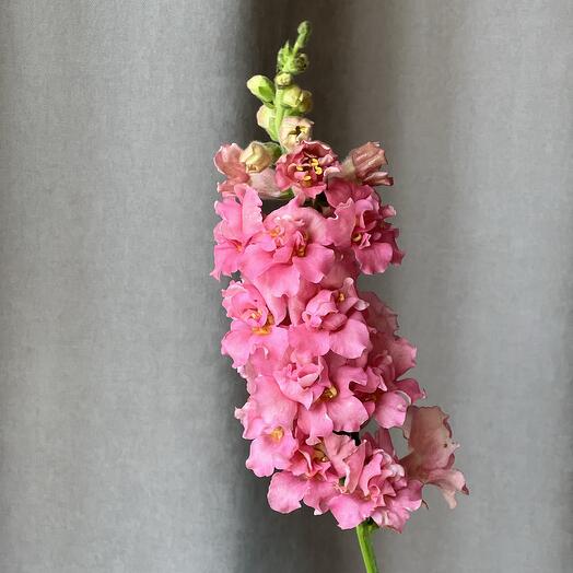 🌺 Антиринум, Львиный зев розовый, коралловый. Цветы в подарок маме, жене, любимой девушке, женщине на день рождение букет цветов