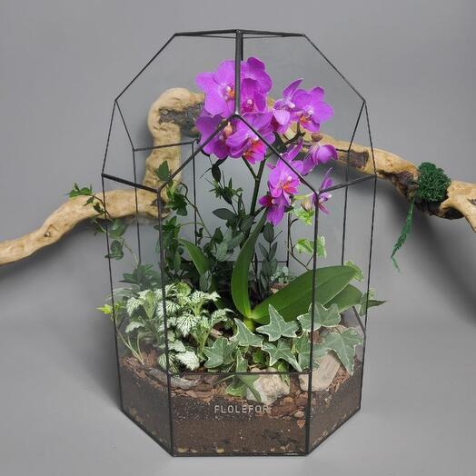 Флорариум с цветущей орхидеей мультифлора "Сад любви"