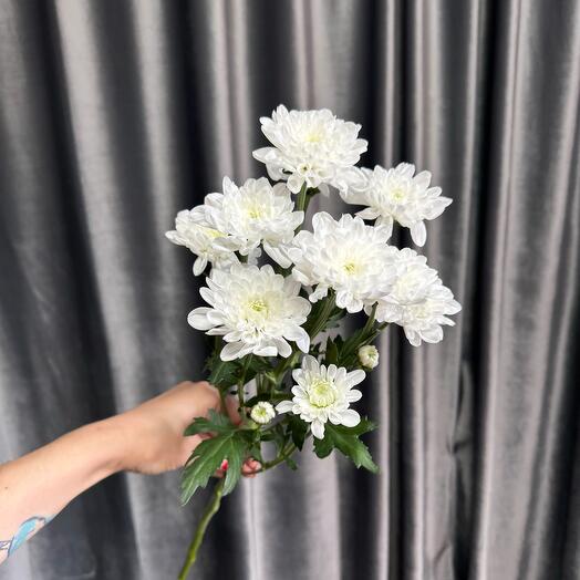 Кустовая хризантема "Алтай" белая