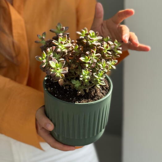 Суккулент пересаженный в кашпо