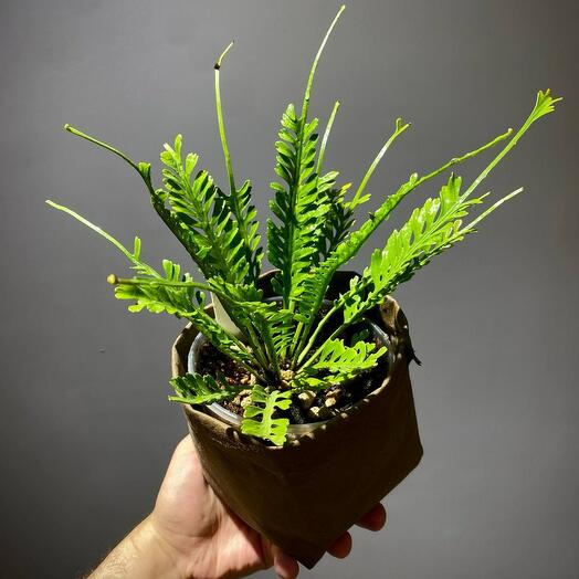 Папоротник Асплениум Кензой