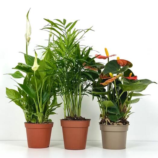 Набор 3 растения Спатифиллум Антуриум розовый Хамедорея в горшке D9 см H30 см