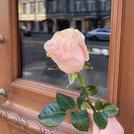 Роза розовая классическая