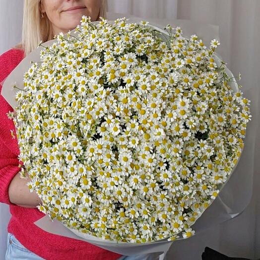 Bouquet of daisies, 50 pcs