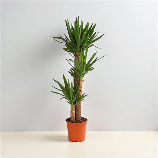 Yucca-Palme