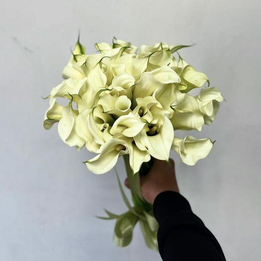 Букет из 35 белых калл
