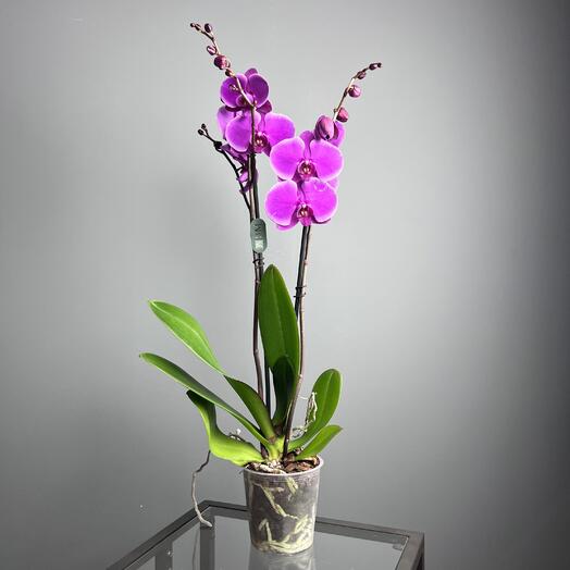 Фиолетовая Орхидея фаленопсис 2 ствола, высота 75см