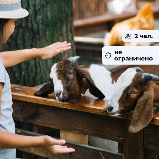 Душа природы. Посещение зоопарка в Токсово