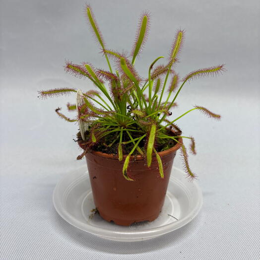 Росянка Drosera capensis