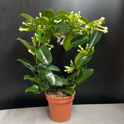 Jazmín de Madagascar (stefanotis)
